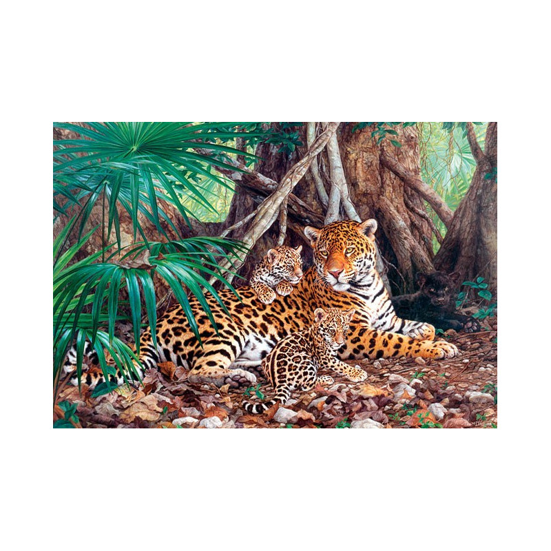 Jaguars in the jungle