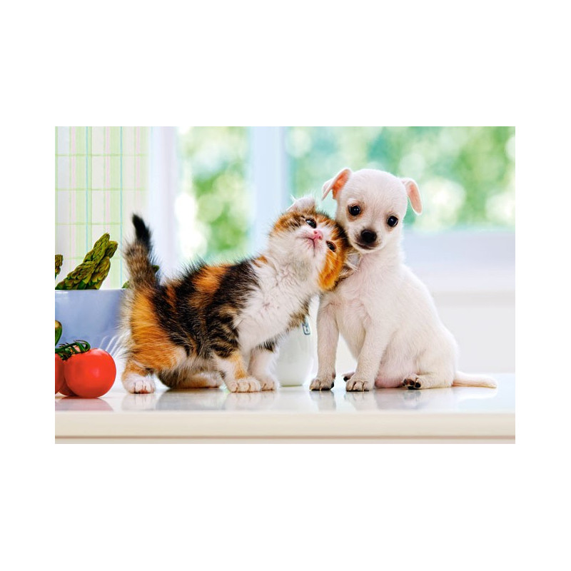 Chihuahua Puppy and Kitten