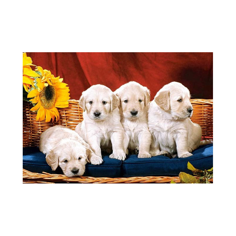 Puppies With Sunflower