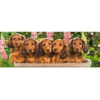 5 малки кученца