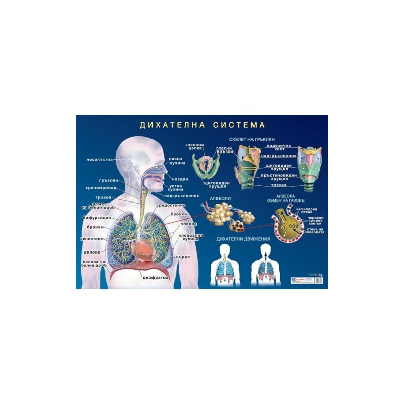 Табло "Дихателна система на човека"