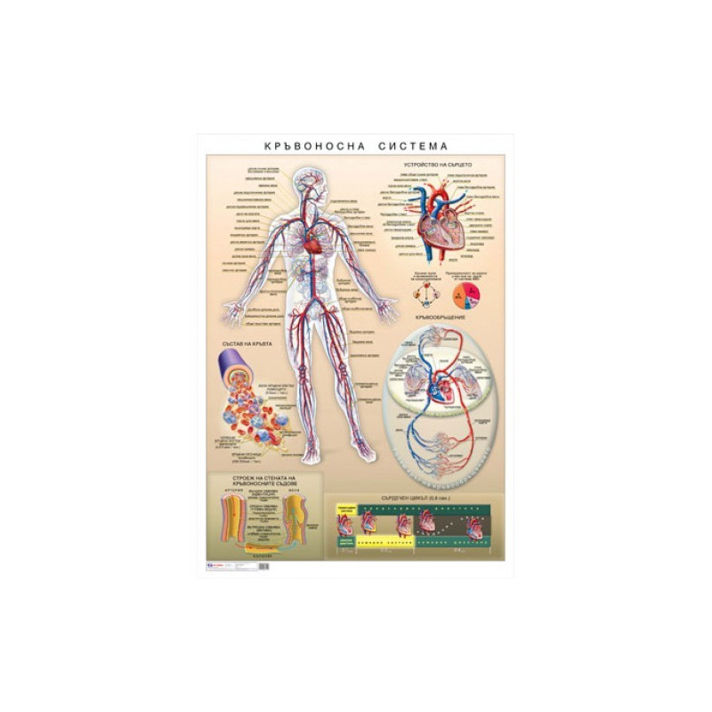 Табло "Кръвоносна система на човека"