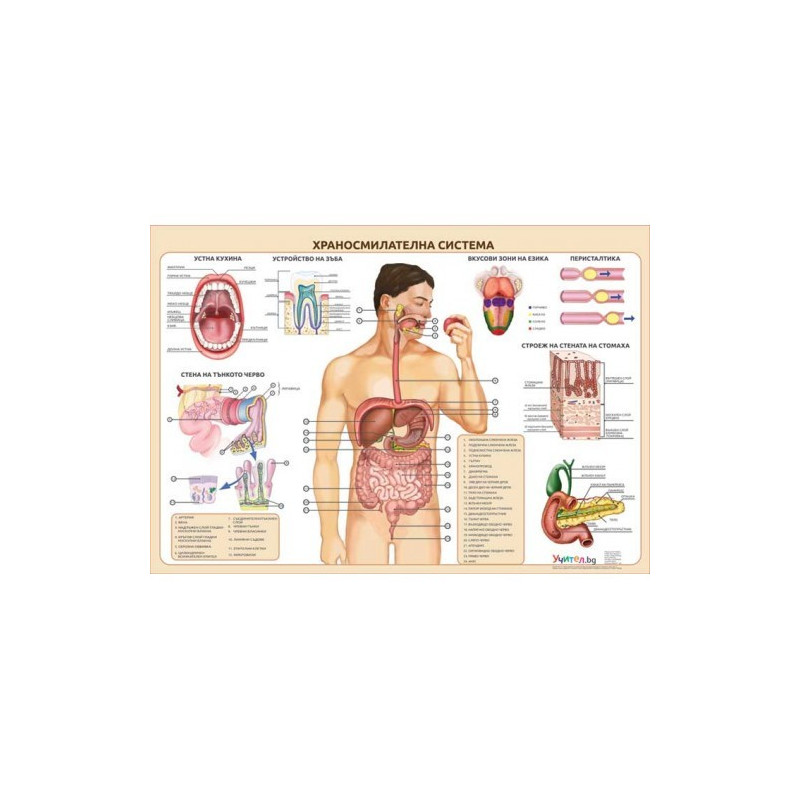Табло "Храносмилателна система"