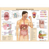 Табло "Храносмилателна система"