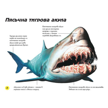 Акули: Най-страховитите плуващи чудовища