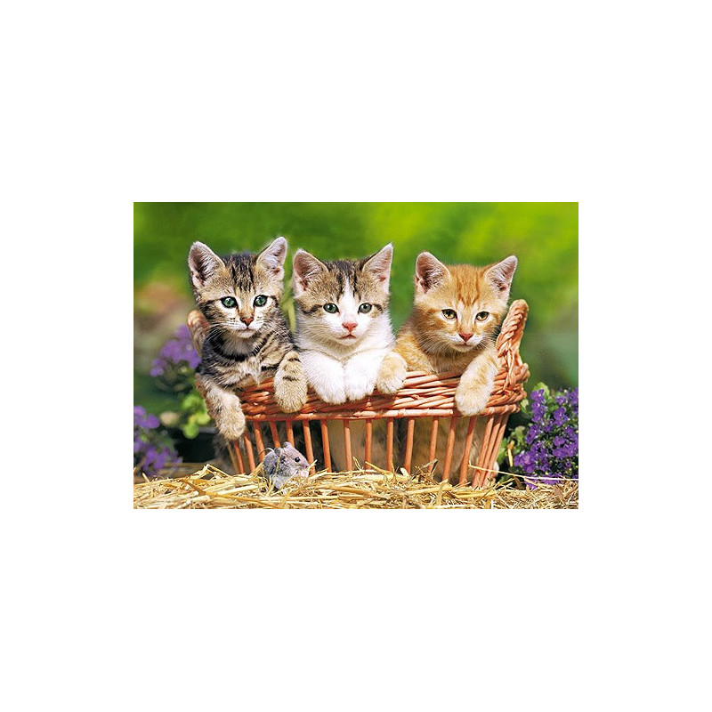 Three Lovely Kittens 