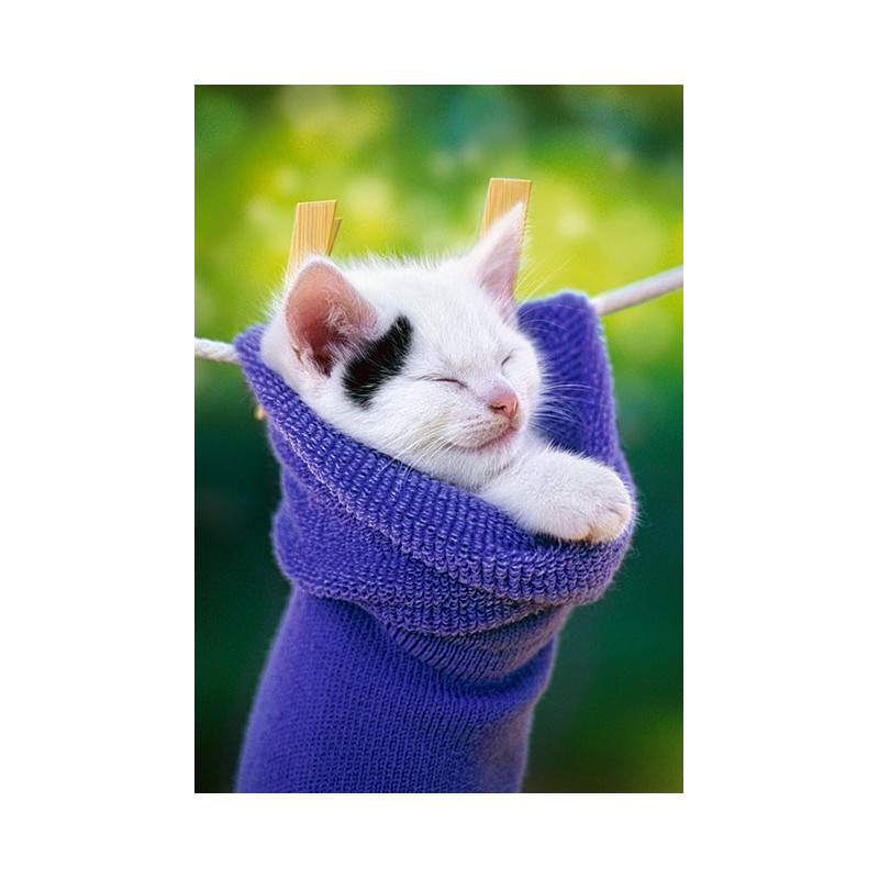 Коте в чорап
