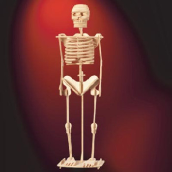 Човешки скелет