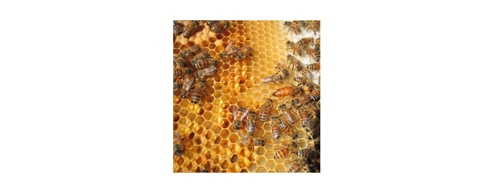 Пчеларство
